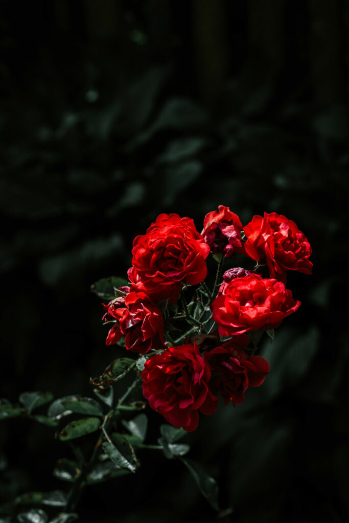 Bouquet de roses rouges éclatantes, la-mauvaise-graine-pepiniere-bio à Beaumont-sur-lèze,