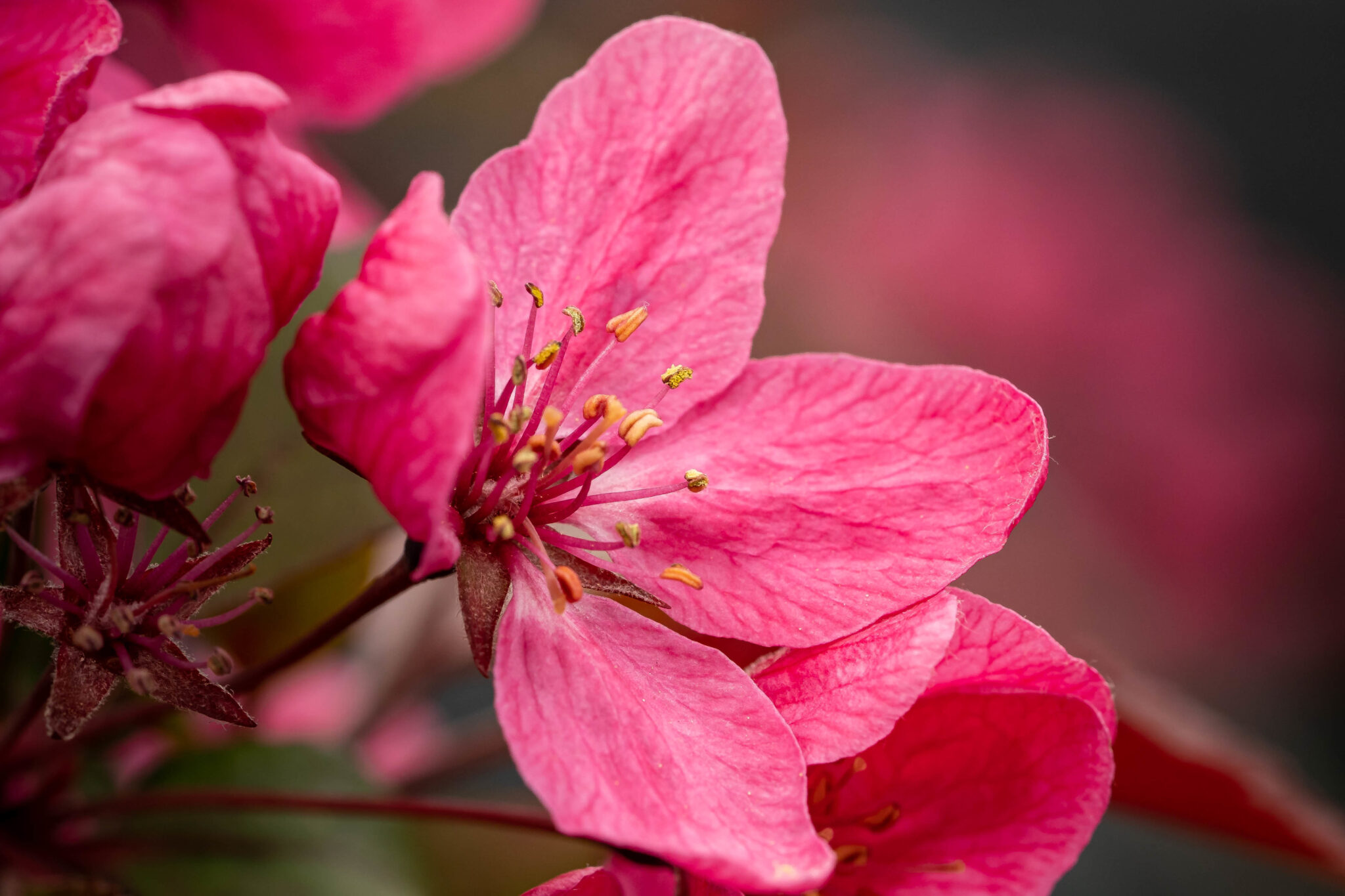 Fleur rose vif en gros plan à la-mauvaise-graine-pepiniere-bio Beaumont-sur-lèze, pétales et étamines éclatants,