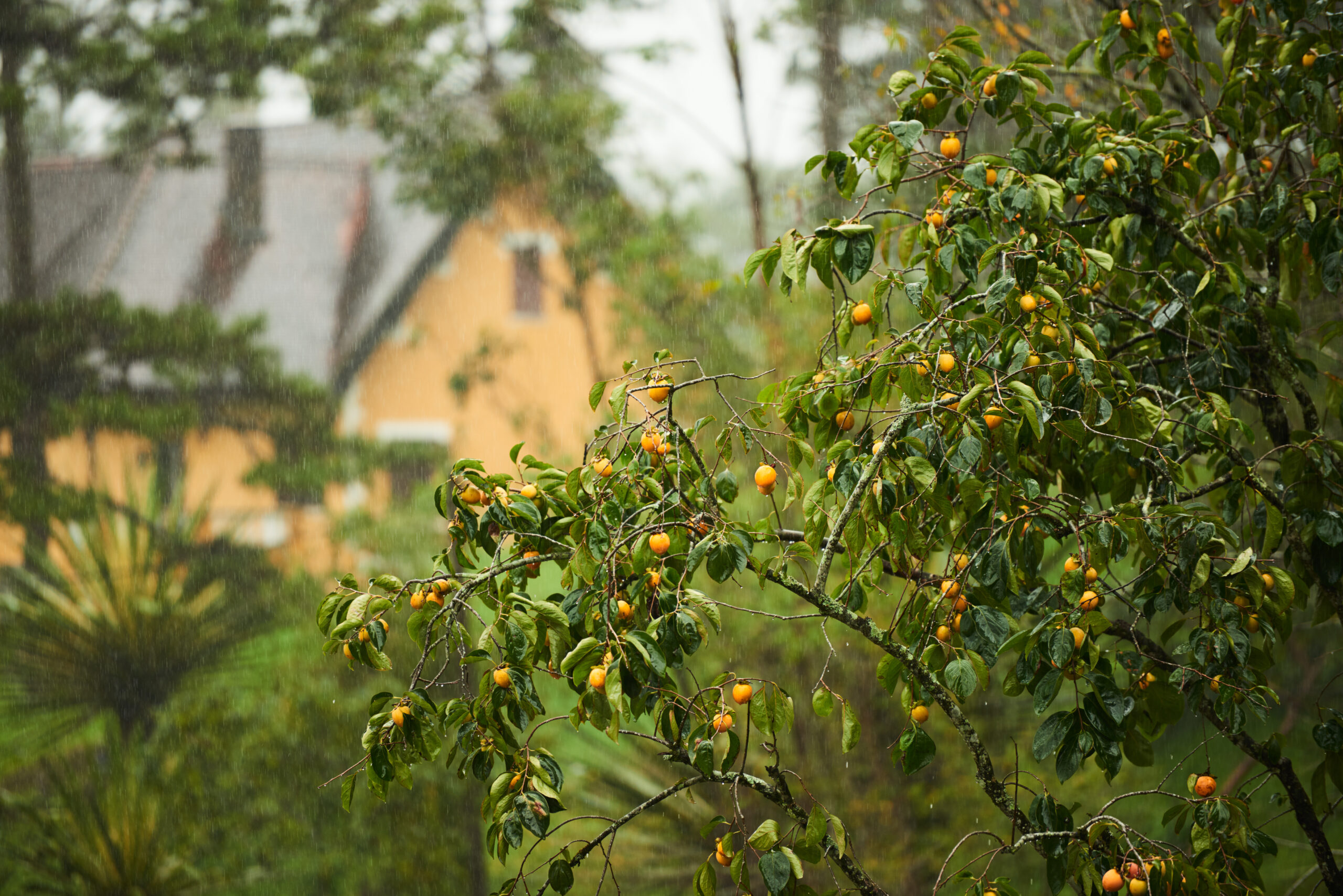 fruits de kaki sous la pluie à la-mauvaise-graine-pepiniere-bio à Beaumont-sur-lèze avec maison jaune en arrière-plan,
