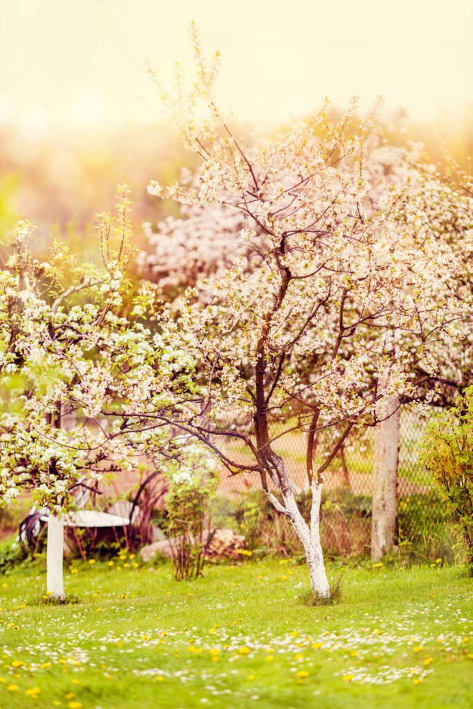 Arbres fruitiers en fleurs au printemps chez la-mauvaise-graine-pepiniere-bio à Beaumont-sur-lèze,
