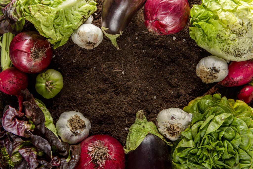 Légumes bio frais du jardin la-mauvaise-graine-pepiniere-bio à Beaumont-sur-lèze autour de terre sombre,